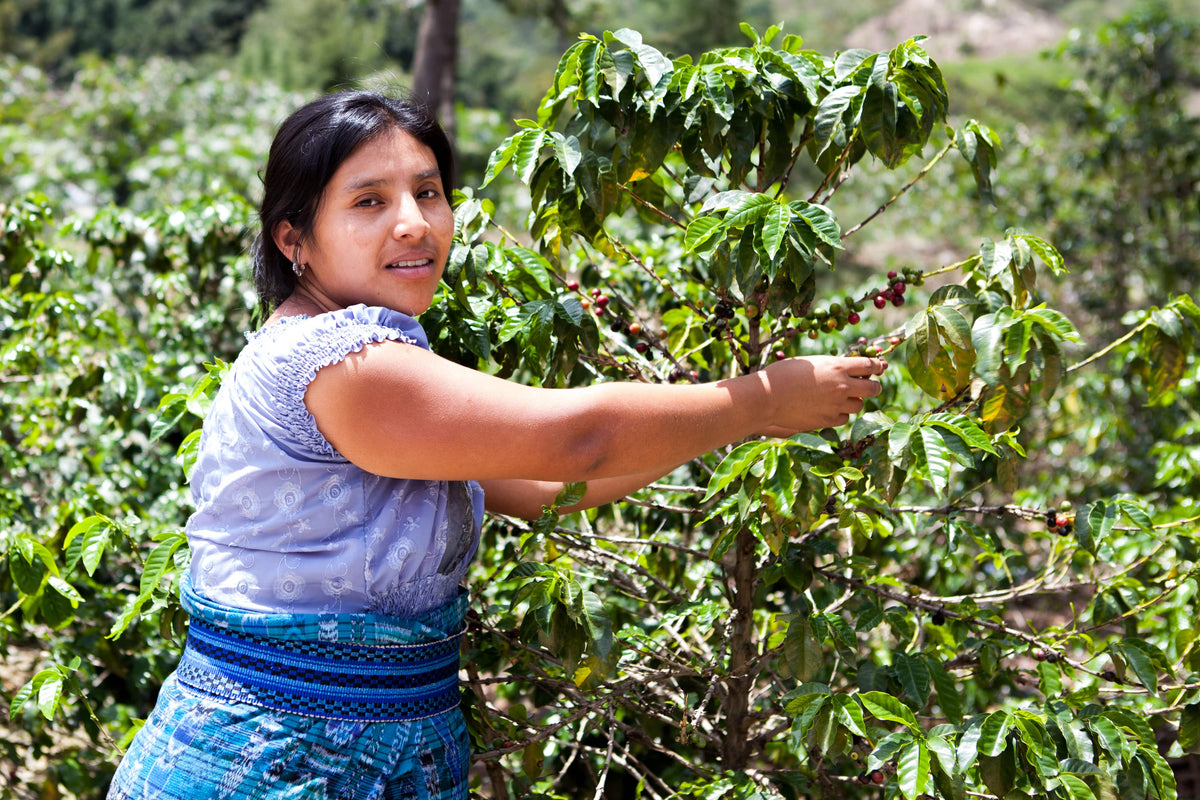 Ethically & Sustainably Sourced Coffees