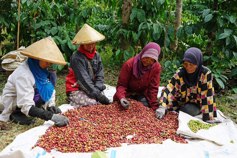 Indonesia coffee beans Kaphibeans