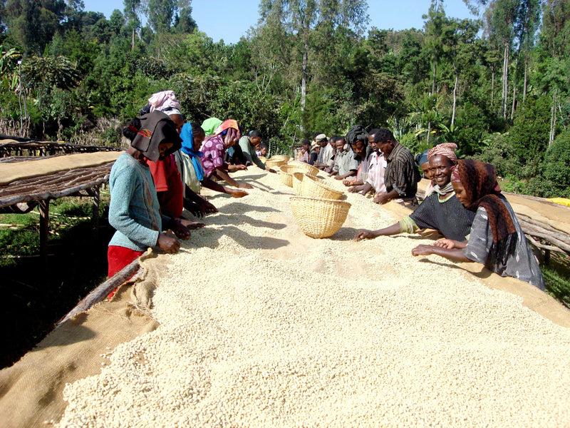 Ethiopia coffee beans Kaphbeans