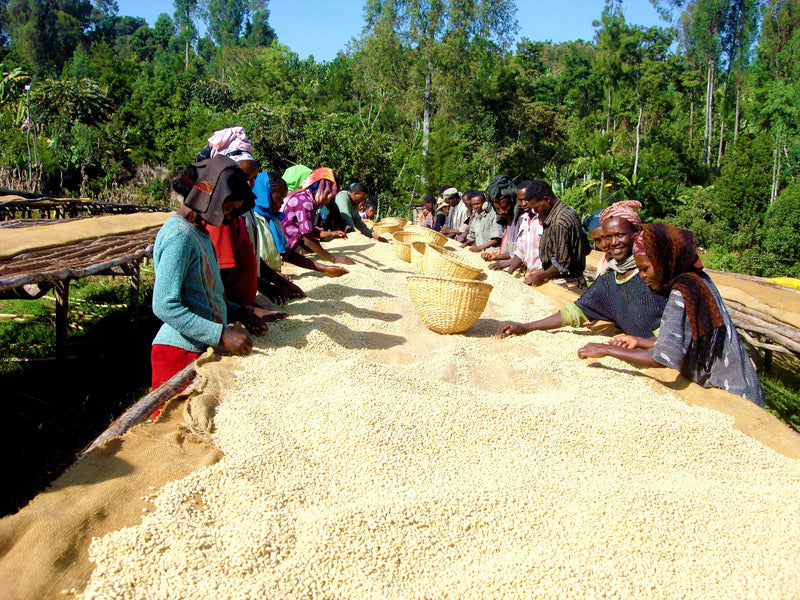 Fresh coffee beans Ethiopia Kapibeans